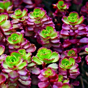 7 SEDUM RED CARPET LIVE PLANTS HARDY SUCCULENT ROCK GARDENS BARE ROOT - Picture 1 of 2