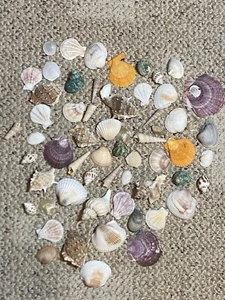Lot Of Assorted Sea Shells Beach Ocean Craft Decor Multi Colors - Picture 1 of 11