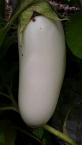 30+ Japanese White Eggplant seeds Large Heirloom - Picture 1 of 1