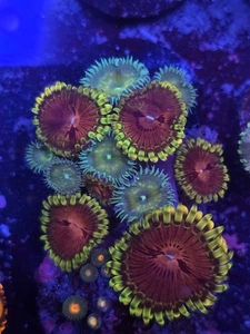 WYSIWYG Fake Lime Chilli Zoa & Paly Mix Marine Soft Coral Frag Not LPS SPS - Picture 1 of 1