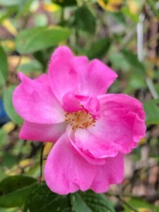 Nearly Thornless Rosa Tausendschon Thousand Beauties Rose- 3 Cuttings 6-8" Long - Picture 1 of 1
