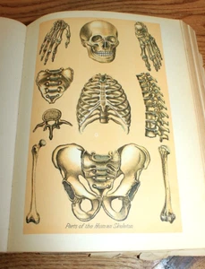 Antique The HUMAN BODY Full-Page Color Plates Hinged Flaps Anatomy Illustrations - Imagen 1 de 22