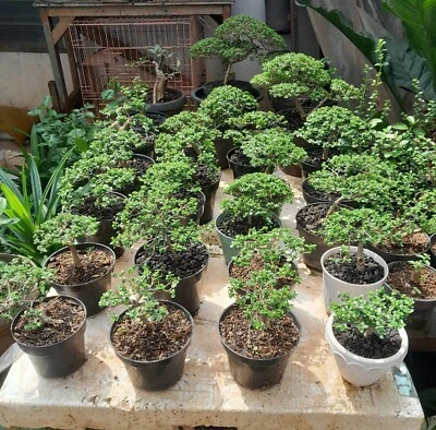 Bonsai 10 Plantas || Árbol Bonsai Premna microphylla. Foto 1 de 2