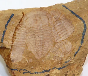 Trilobit, Yunnanocephalus yunnanensis, Kambrium, Chengjang, Hunnan, China -L390 - Picture 1 of 4
