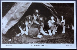 DOG POSTCARD BORDER COLLIE PUPS, NO ROOMS TO LET, C1910, CONDITION GOOD - Picture 1 of 4