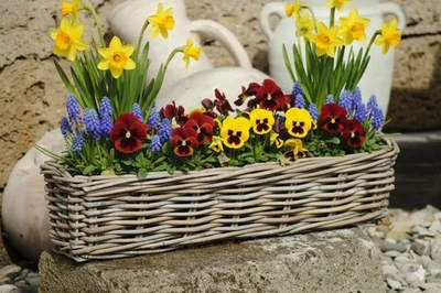 Weidenkorb,Blumenkasten,sehr stabil,bepflanzbar,naturbelassen,zwei Größen - Bild 1 von 4