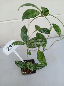 #235- HOYA CRASSIPETIOLA SPLASH LIVE PLANT - Picture 1 of 24