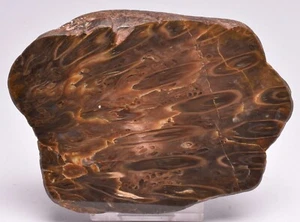 OSMUNDA FOSSIL SLICE, CRETACEOUS, MILES, CHINCHILLA, QUEENSLAND, AUSTRALIA S642 - Imagen 1 de 7