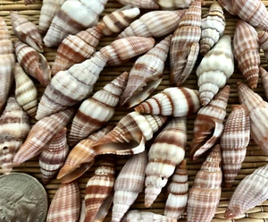 40+ SMALL MITRE SEA SHELLS - BETWEEN 3/4" & 1-1/4" TALL - CRAFTING - Picture 1 of 2