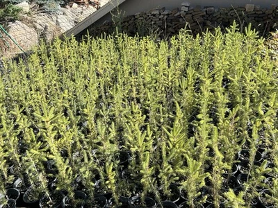 (2) Two Norway Spruce Trees Seedlings Ready To Plant - Image 1 of 4