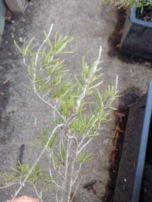 1 Rosemary, live and rooted aromatic houseplant Organic Perennial plant. Good po - Image 1 of 3