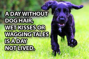 Cute Dog Meme Fridge Toolbox Magnet (3 x 2) Day Without Kisses Not Lived Humor - Picture 1 of 3
