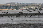 Photo 6X4 Brent Geese On The River Exe Estuary Powderham Taken From On Bo C2009
