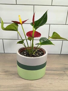 Minimalist Indoor Plant Pot , Decorative Planter for Home, Concrete Planter, - Picture 1 of 7
