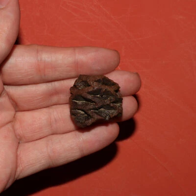 Fósil de cono de pino Meta Sequoia - Formación Hell Creek Cretácico - GRANDE y precioso Foto 1 de 4