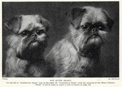 Grifón de Bruselas "Listo" - 1934 Vintage Arte para Perros "Foto" Impresión - PERSONALIZADO MATE Foto 1 de 3