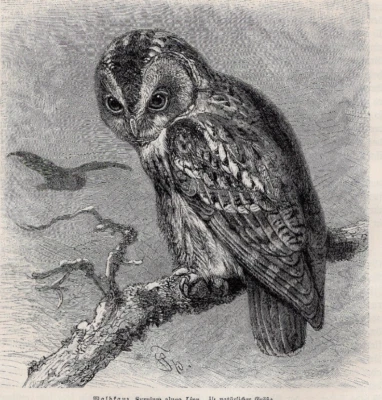 TAWNY OWL - Forest Perch with Outstretched Wings 1883 Antique Wood Engraving - Image 1 of 2