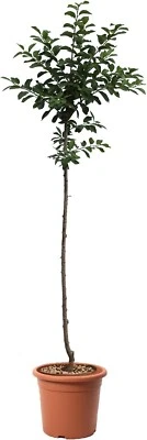 Susino Mirabelle de Nancy - Piante Vere Esterno - Alberello da Frutto Giardino - Immagine 1 di 3