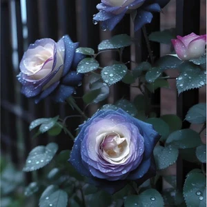 20 "FALL IN LOVE" Rose Seeds Fast Germination, Easy Care, Perfect for Garden - Picture 1 of 3