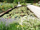 Photo 6X4 Water Lilies Hidcote Bartrim Formal Pool Filled With Water Lili C2010