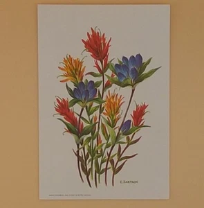 Vintage Greeting Card, Indian Paintbrush & Gentian By E. Sartain - Not Used - Picture 1 of 3