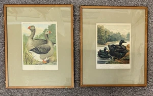 Lot 2 Antique Lithograph Cassell's Poultry Vincent Brooks Day Son Ducks Geese - Picture 1 of 11