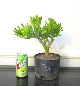 Hardy Jade Gollum Crassula plant for shohin mame bonsai tree thick trunk #3