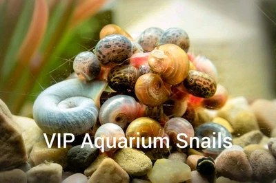 20 + Guisante Puffer Comida para Peces Vivos Caracoles Ramshorn Tamaño Mezcla de Colores Foto 1 de 4