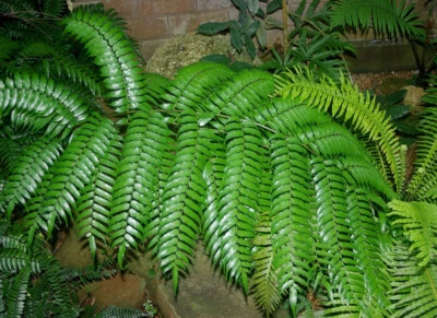 Cyathea rebeccae - Fern spore for sale   (Black Tree Fern) - Image 1 of 4
