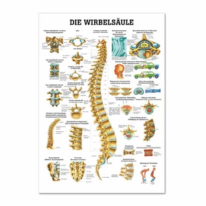 Lehrtafel "Die Wirbelsäule" Rüdiger Anatomie | 70 x 100 cm | Metallleiste - Bild 1 von 1