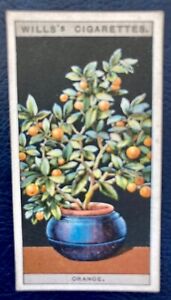 (A86) WILLS’s “FLOWER CULTURE IN POTS” Cigarette Card. Card No 36