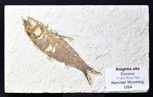 FISH FOSSIL, KNIGHTIA, EOCENE, GREEN RIVER ftm, USA F594 - Imagen 1 de 4