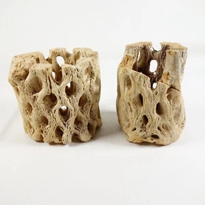 Beach Cholla Driftwood Genuine Natural Surf Tumbled MA Coast 2 Pieces - Bild 1 von 7