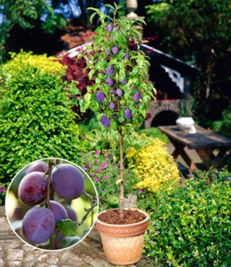 Säulen-Pflaumen 'Black Amber', 1 Pflanze, Prunus domestica - Bild 1 von 3