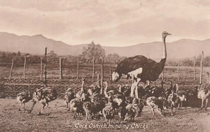 POSTAL DE POLLITOS DE MINDING DE AVESTRUZ COCK - Imagen 1 de 2