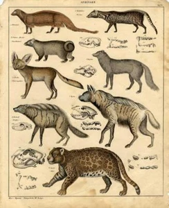 1843 OKEN HC LITHOGRAPH FOLIO marten, civet, fox, aardwolf, hyena, jaguar, ... - Picture 1 of 2