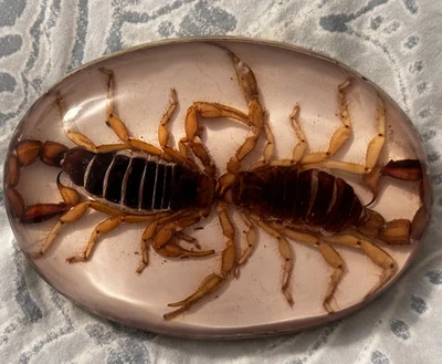 Real Scorpions 皮带扣西部牛仔金属女式 Hecho e 墨西哥复古男式 — 第 1/4 张图片