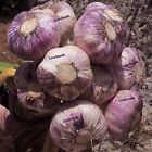 75 Seeds Cloves  Early Purple Wight Garlic UK Hardy   New Season Start Now