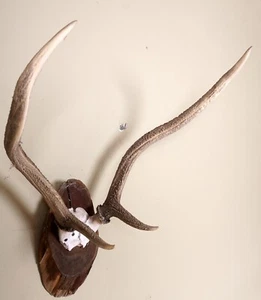 Schönes Gabler Rothirschgeweih auf Trophäenbrett Red Stag Trophy - Bild 1 von 3