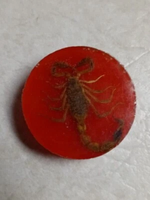 1990s "Stinger" Real Scorpion POG Slammer, Red Lucite Incasing - Image 1 of 4