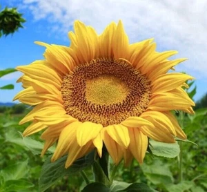 GIANT SUNFLOWER - 50 Seeds - Flower Easy Grow - Next Day Dispatch - Picture 1 of 2