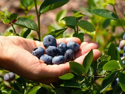 Planta de fruta de arándano vivo Chandler / Vaccinium corymbosum - [Maceta de pinta] Foto 1 de 4