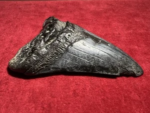 Fossil Megalodon Haizahn 4,38 Zoll — echtes Fossil - Bild 1 von 11