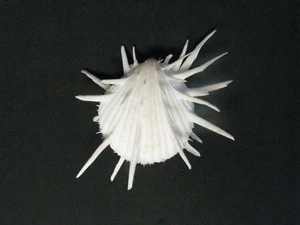Spondylus imperialis (Chenu,1843) "LONG SPINED BEAUTY" (111.7mm) - Picture 1 of 6