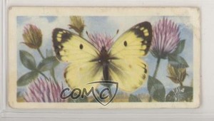 1963 Brooke Bond British Butterflies Tea Pale Clouded Yellow #45 0e3