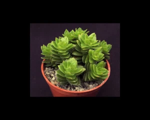 Crassula 'Estagnol' | Hybrid | Surreal Succulents - Picture 1 of 4