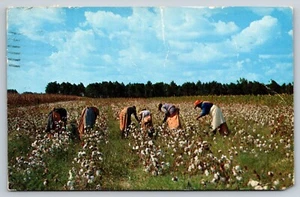 Postcard Cotton Picking Time Workers in Field Picking Cotton c1569 36V - Picture 1 of 2