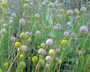 SAMEN Gummibär Blume Blumen Frühling Bio Garten Klassiker seltene Pflanzensamen - Bild 1 von 1