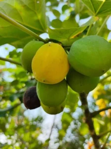 10 Barbados Nut Tree Seeds - Physic Nut - Jatropha curcas - Picture 1 of 3