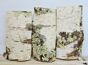 White Birch Bark Sheet Natural Crafts DIY Decor 8~10"L x 4~7"W - ONE - Picture 1 of 6